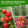TTL Garden Pflanzsack hängend & stehend 25 Liter 2er Set - Pflanzsack, Pflanztopf, Blumentopf